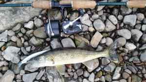 Potomac River walleye