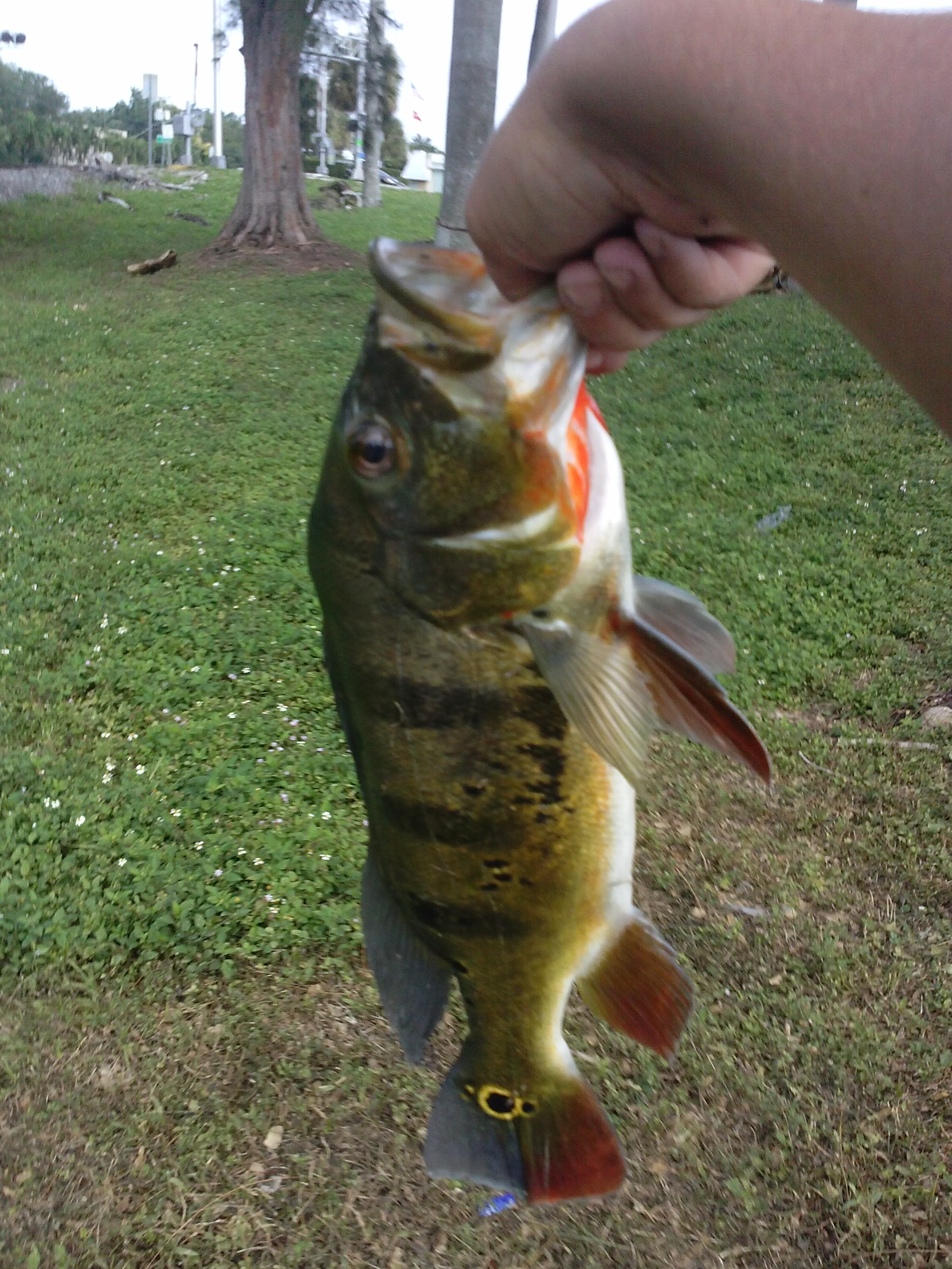 Miami Canal Lures - Fishing Tackle - Bass Fishing Forums