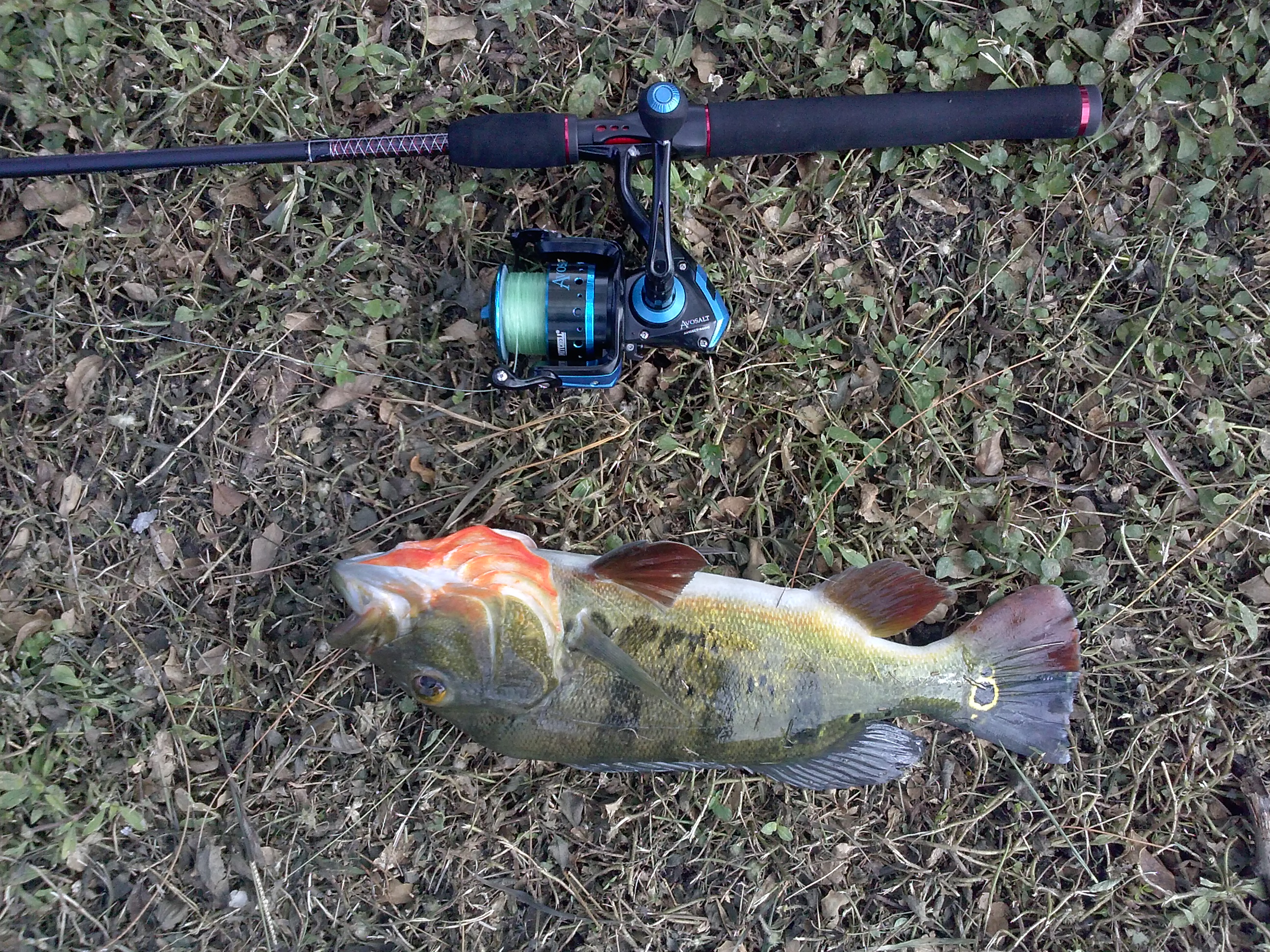 South Florida C-4 Canal - Other Fish Species - Bass Fishing Forums