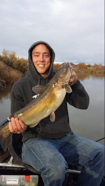 Some more of those extremely fat Arizona bass from today - Fishing Reports  - Bass Fishing Forums