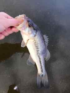 First Bass through the ice!