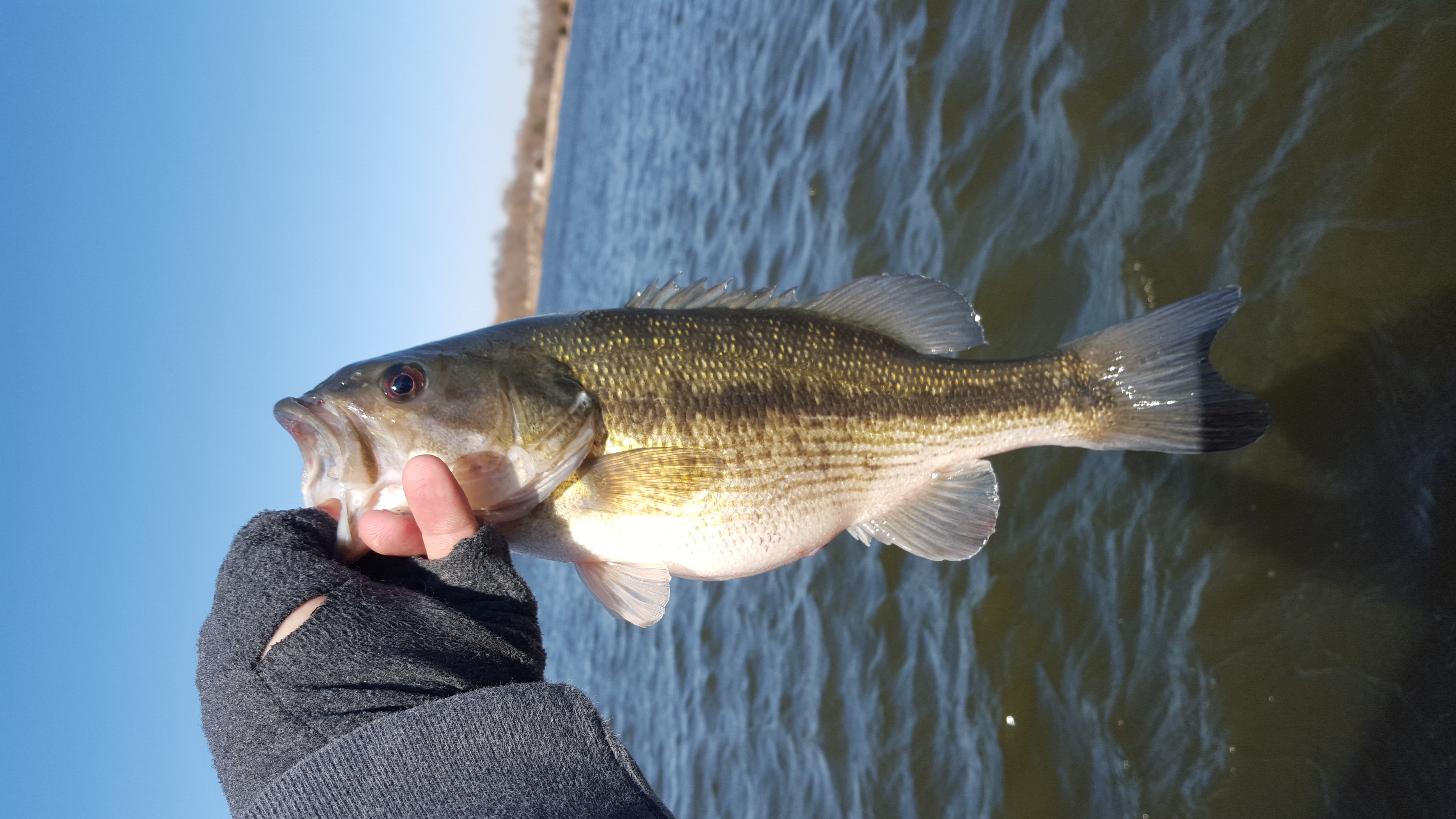 I LOST MY PB SPOTTED BASS YESTERDAY AND CAUGHT MY PB TODAY!!! I