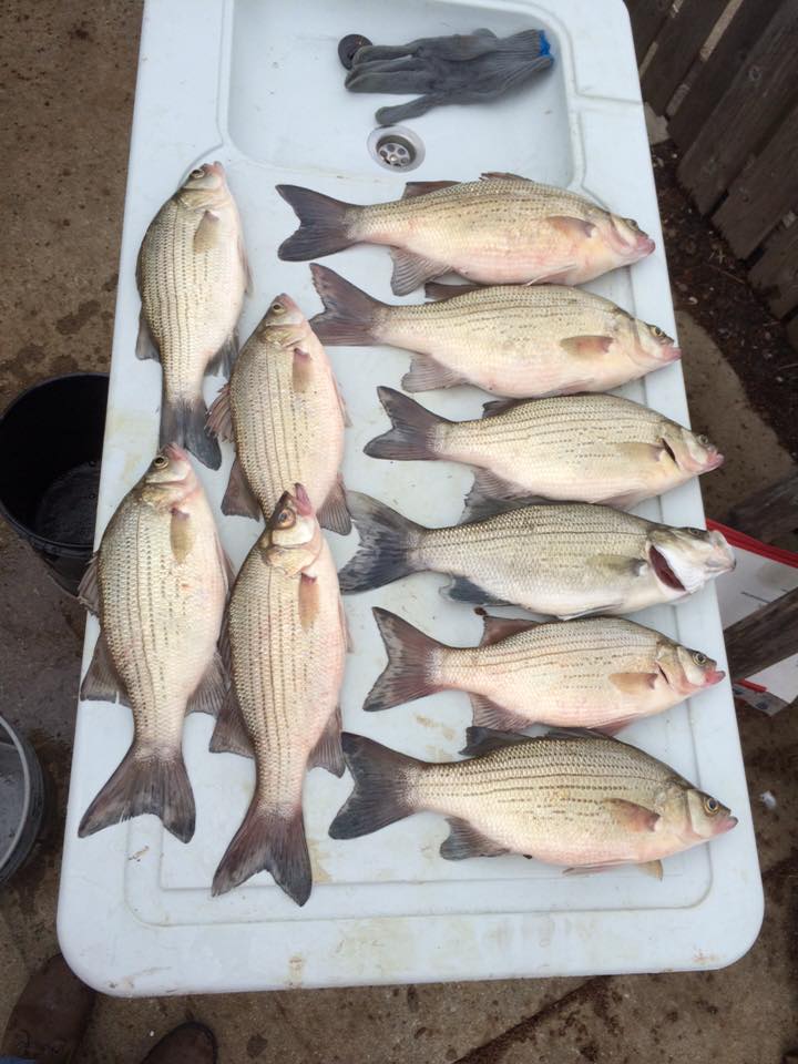 Any White Bass Fisherman Here? - Other Fish Species - Bass Fishing Forums