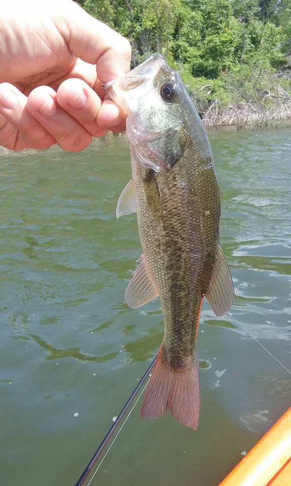 Lake Belton, Texas Yesterday - Fishing Reports - Bass Fishing Forums