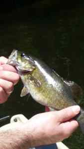 Maine River Smallie