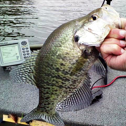 Crappie - Other Fish Species - Bass Fishing Forums