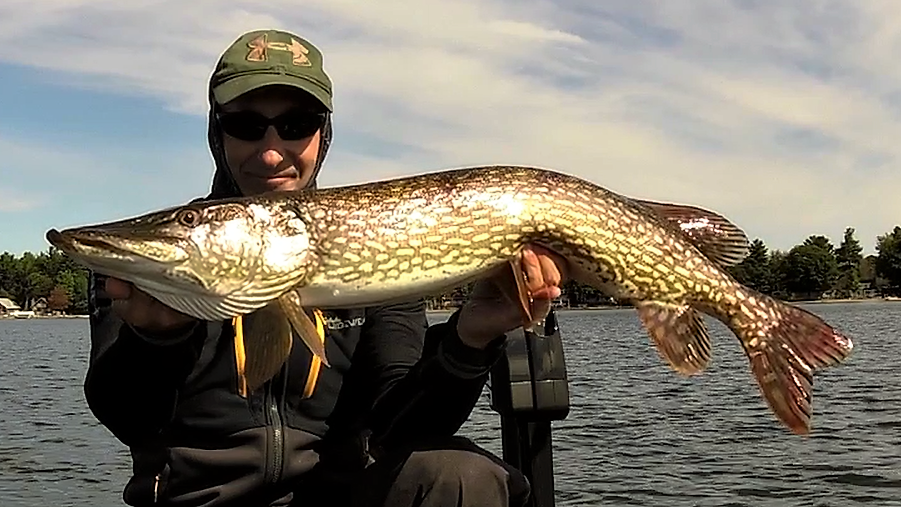 Leader for surprise pike attacks - Smallmouth Bass Fishing
