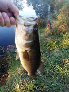 farm pond