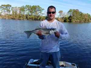 not a keeper, but fun on medium bass tackle, 24" striper, on custom painted rattle trap