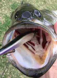 Choked by a Megabass Ito Vision 110 jerkbait