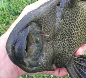 Plecostomus, snagged accidentally