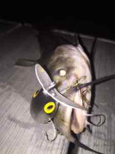 Topwater Catfish