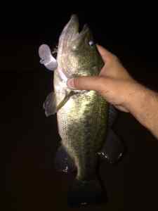 Night Bass