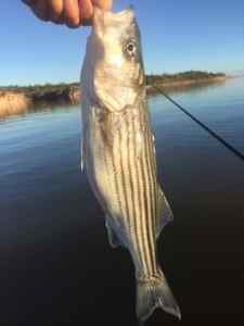 PB Striper