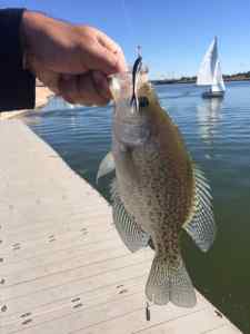 White Crappie