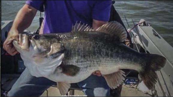 New Texas bass record? - Fishing Reports - Bass Fishing Forums