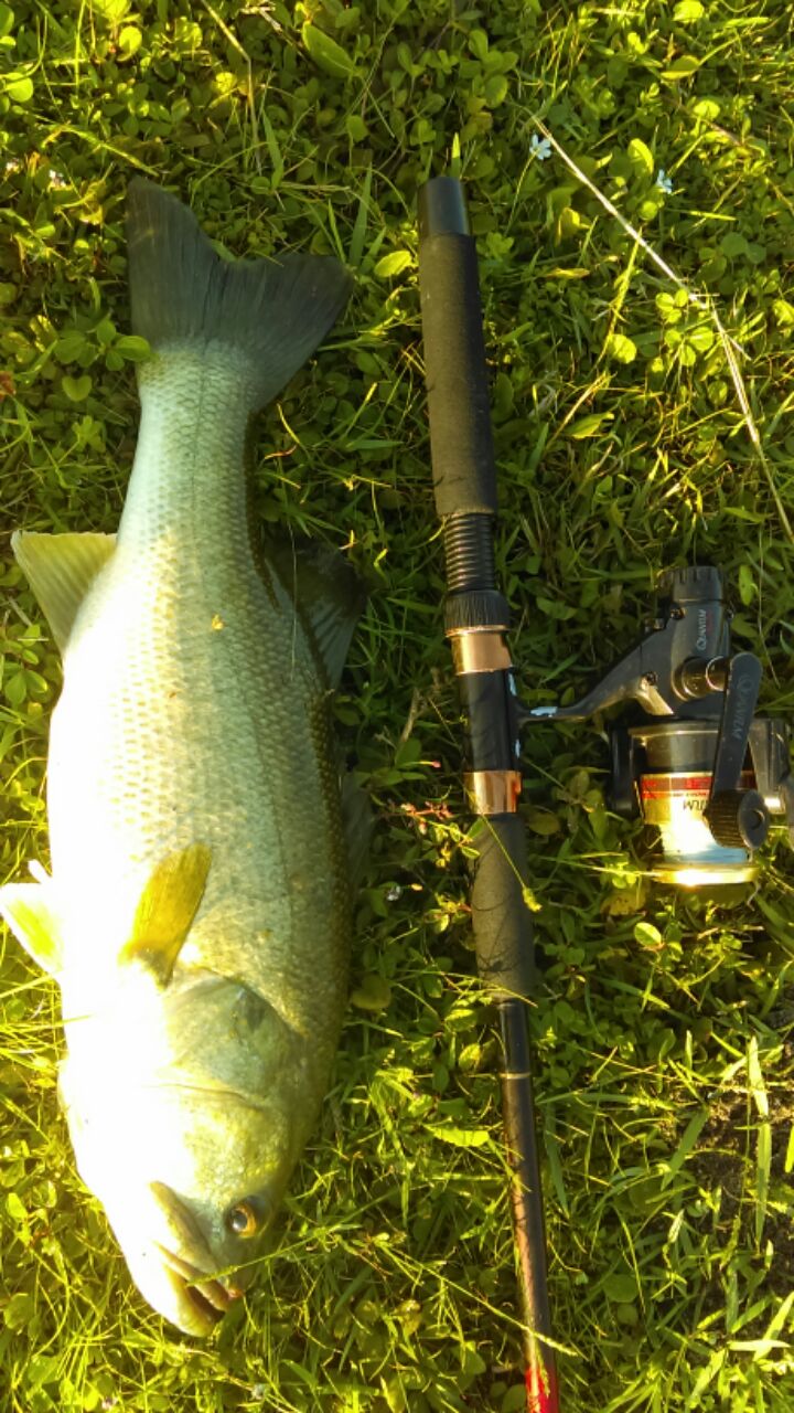 Can we talk about the Flogger? - Smallmouth Bass Fishing - Bass Fishing  Forums