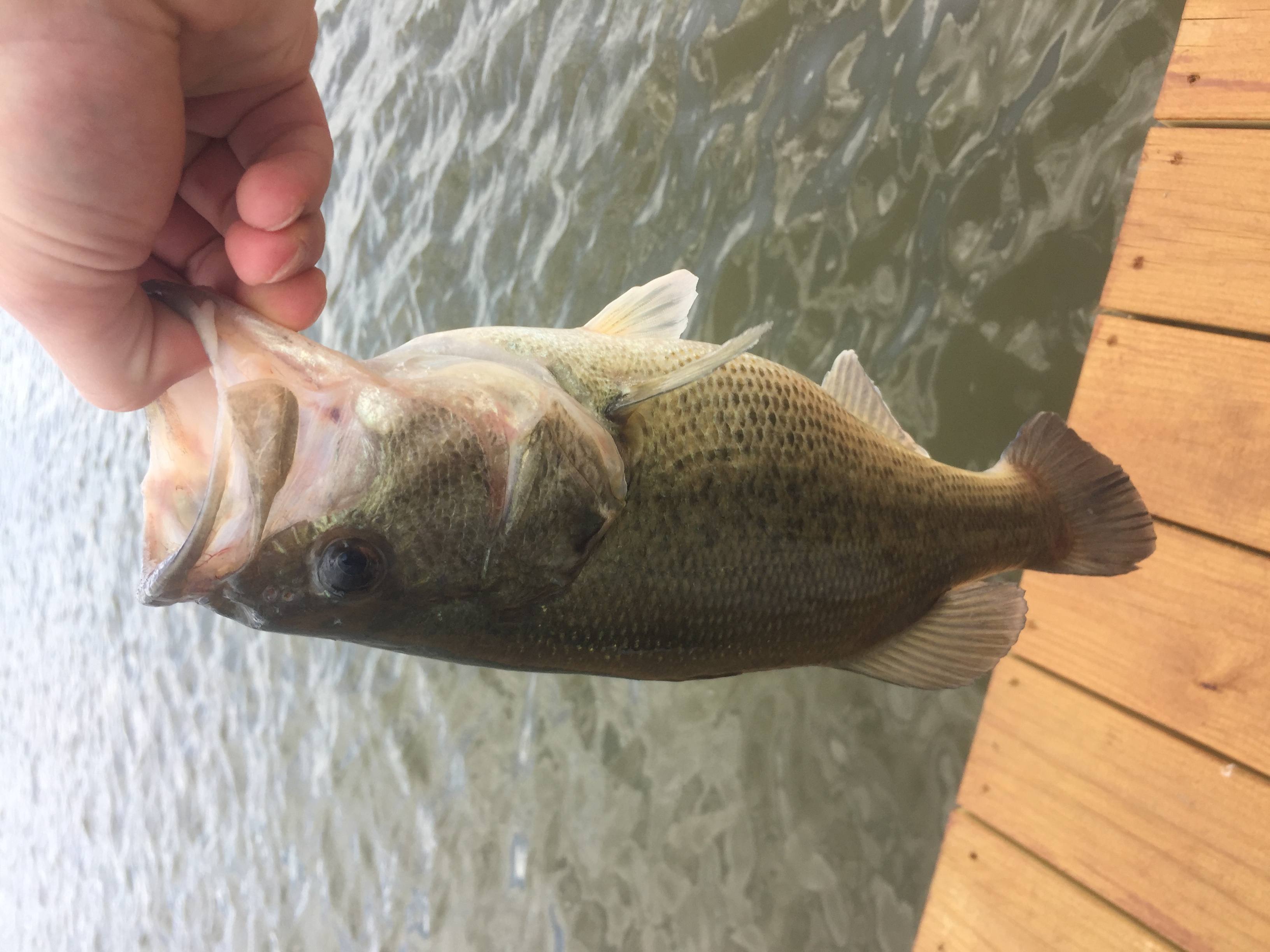 Ohio trip - Fishing Reports - Bass Fishing Forums