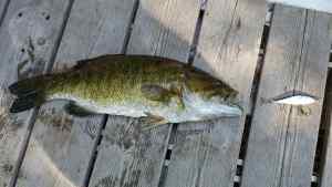 Mid-day Smallie