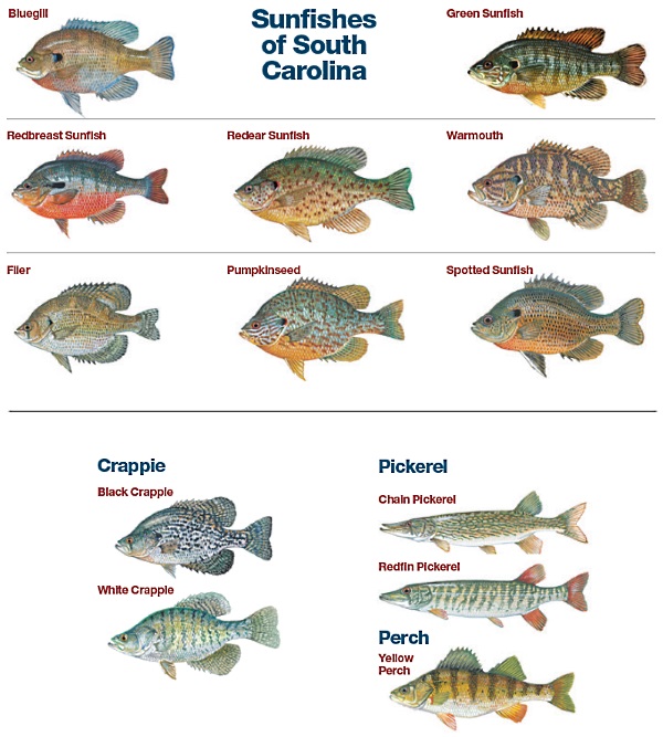 Fish Ids please - Page 2 - General Bass Fishing Forum - Bass Fishing Forums