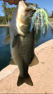 1st Swim Jig Bass