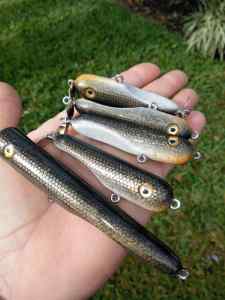 wild  shiners