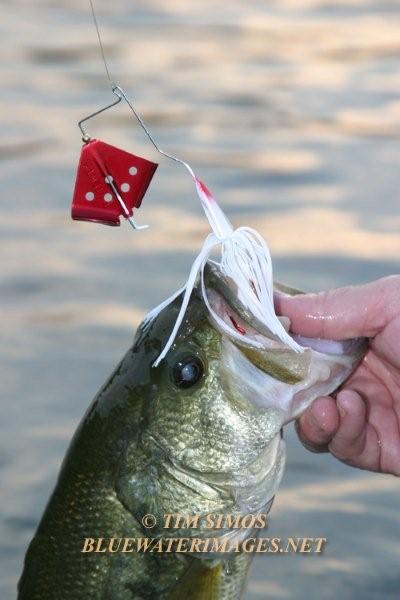 What is your all time favorite top water? - Fishing Tackle - Bass ...