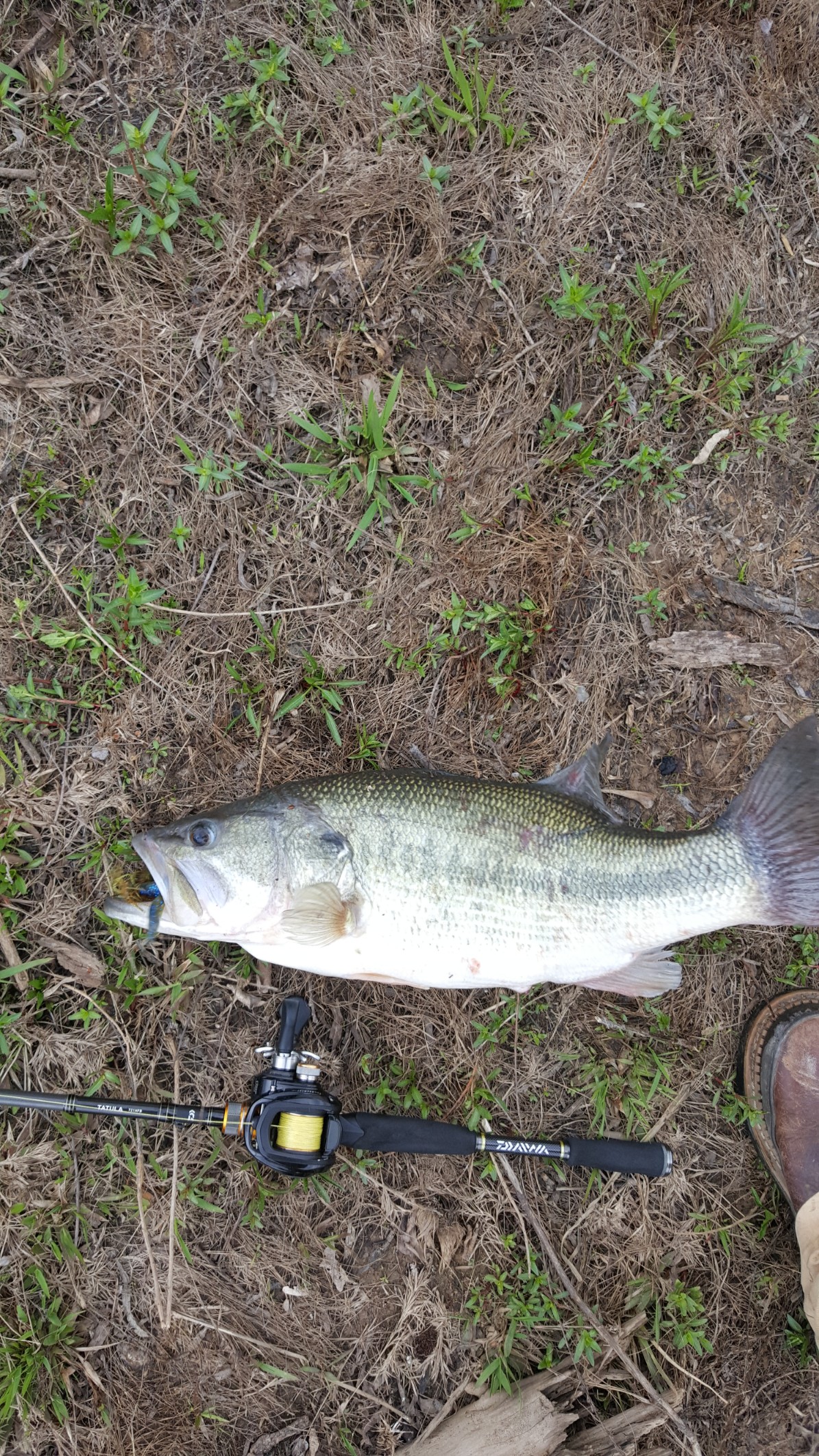 Caught my PB the other week. Had no scale unfortunately but this boy is  thicker than my chicken legs 😂 : r/bassfishing