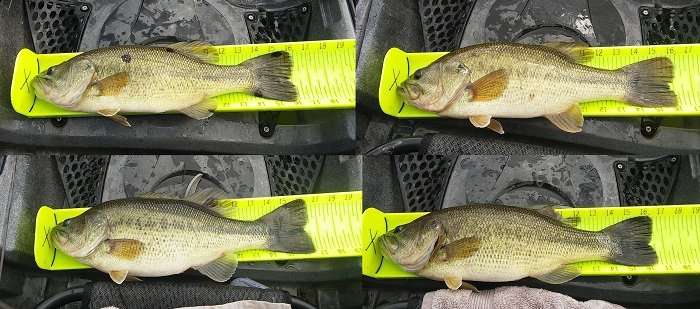  Kayak Fishing - General Bass Fishing Forum - Bass Fishing 