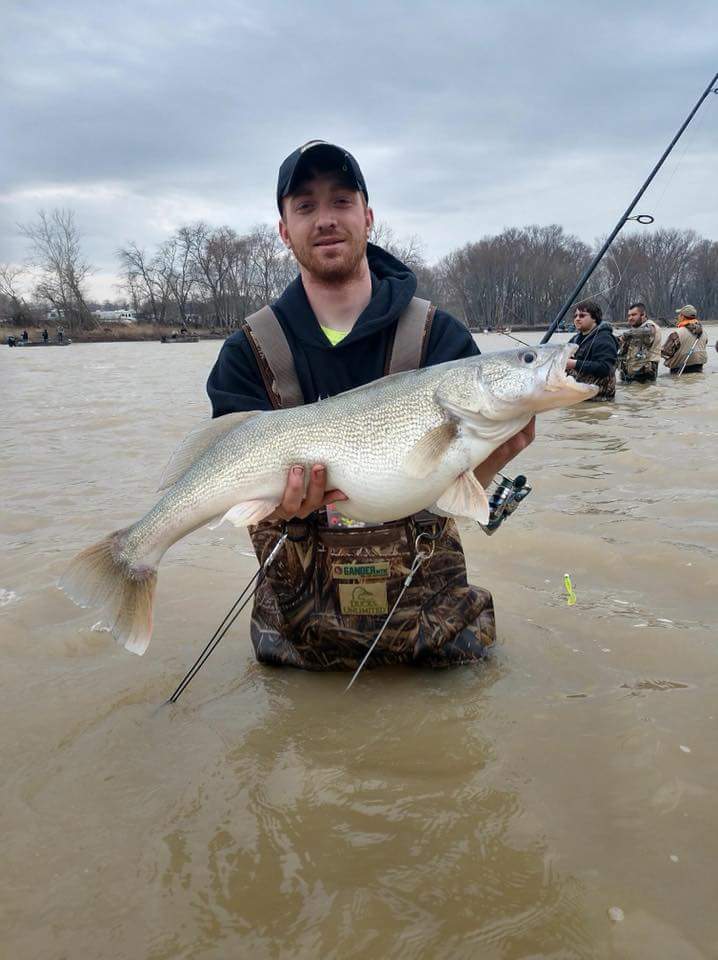 Giant Walleye caught during the Maumee River run - Other Fish Species -  Bass Fishing Forums
