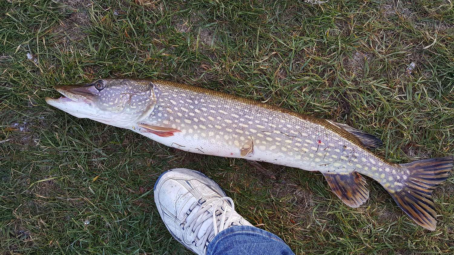 How to Tie a Fluorocarbon Leader for Pike and Musky with NO CRIMPS