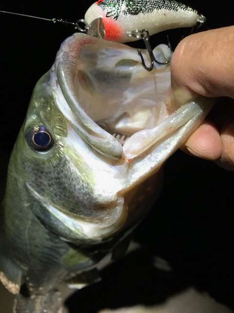 Post spawn pond bass - Fishing Tackle - Bass Fishing Forums
