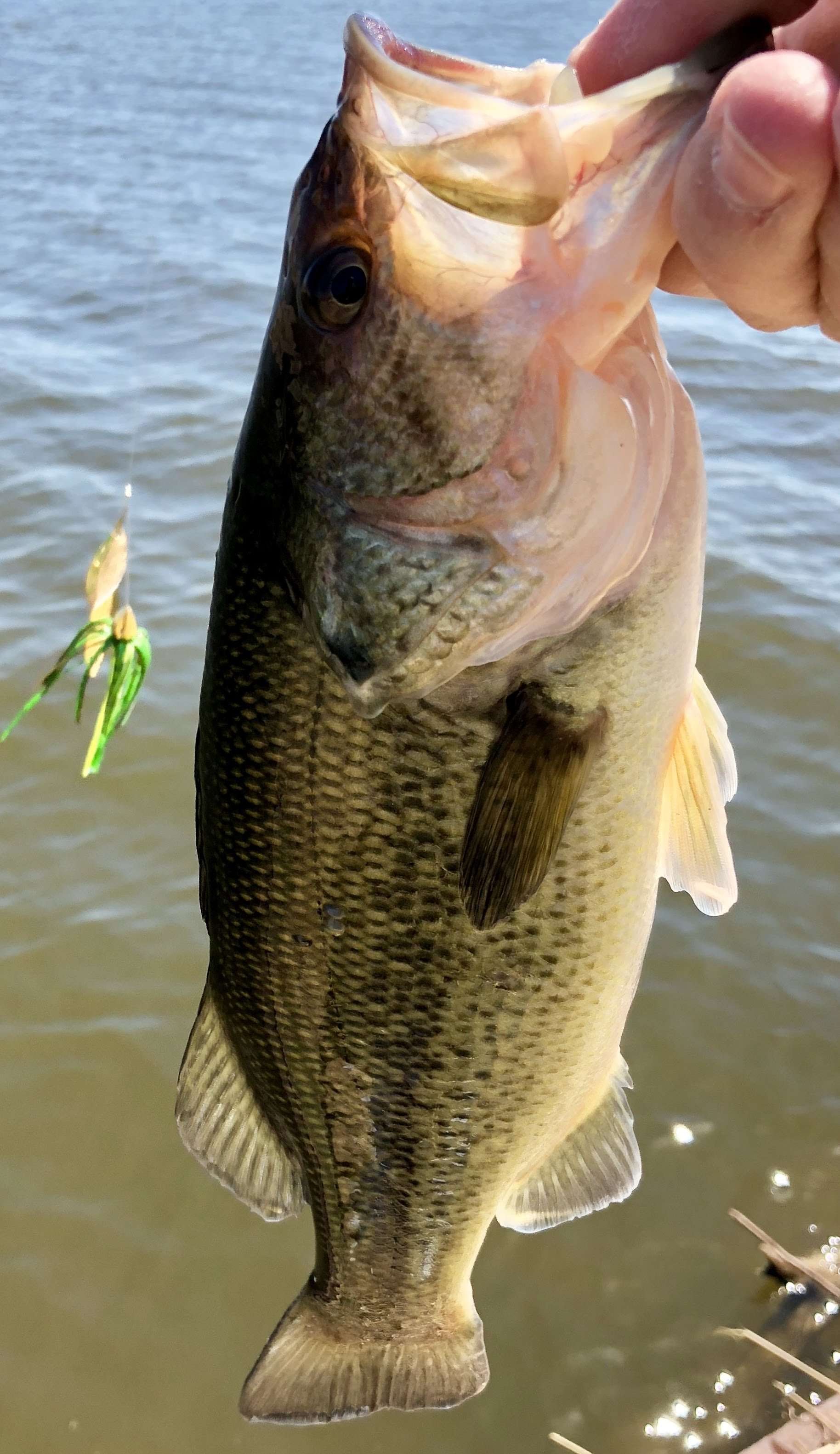 Nice Day Fishing the War Eagle Spinner Bait Bass Fishing 