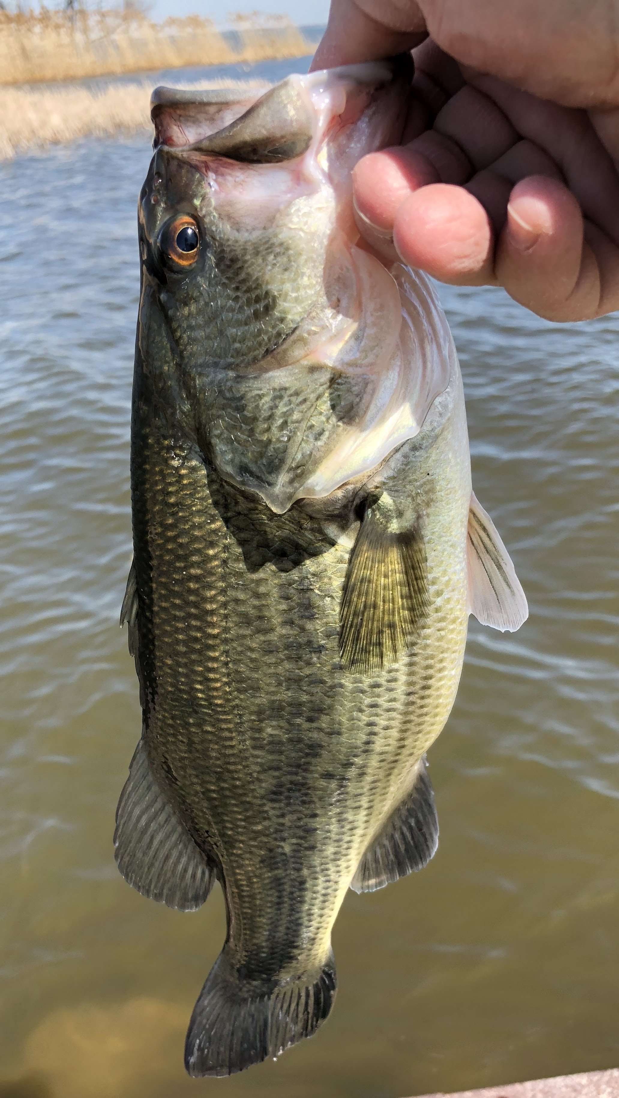 Nice Day Fishing the War Eagle Spinner Bait Bass Fishing 