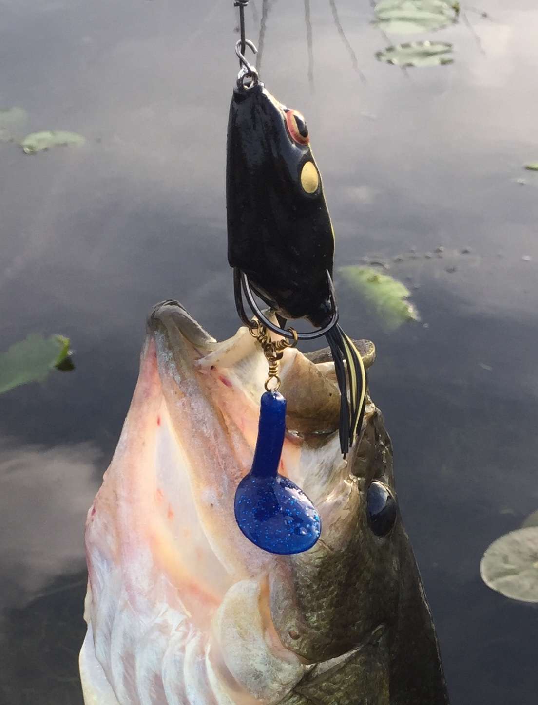 Initial Thoughts: Review of Teckel Sprinker Frog vs. Booyah Toad Runner vs.  Homemade Teckel Sprinker Frog - Fishing Tackle - Bass Fishing Forums