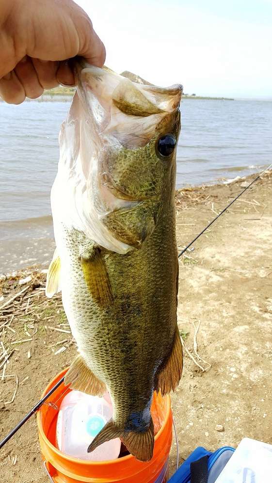 Estimate the weight - Fishing Reports - Bass Fishing Forums