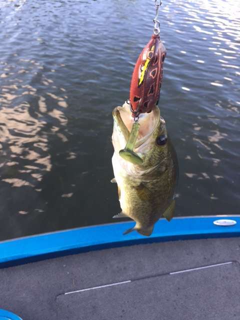I didn't catch a single fish on the hollow body frog last year