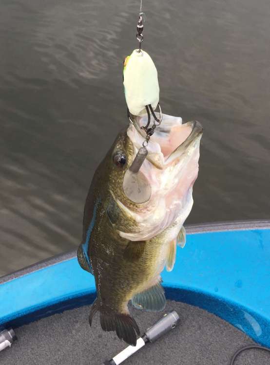 i googled it, and found nothing about a sinking frog. fishing a frog  underwater. - Fishing Tackle - Bass Fishing Forums