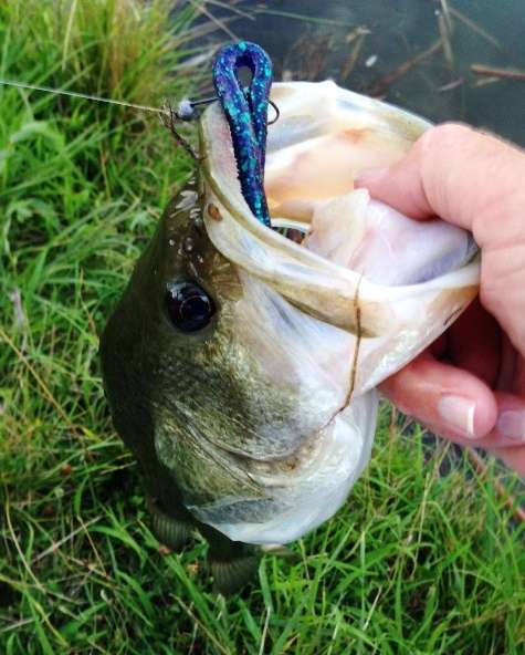 Can I throw a weighted wacky rig on a ML rod? - Fishing Rods, Reels, Line,  and Knots - Bass Fishing Forums