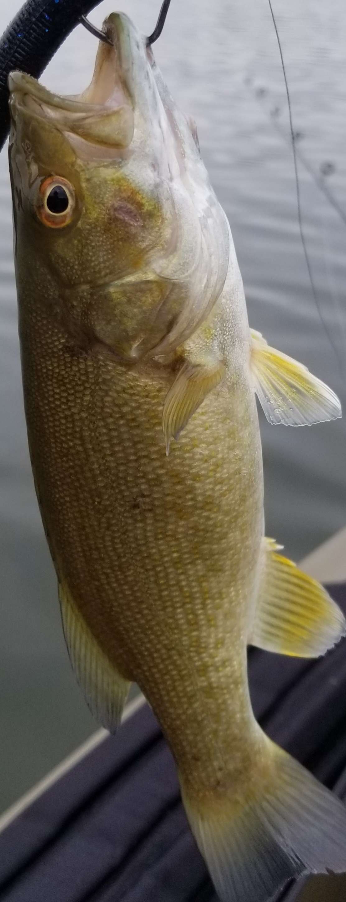 Whopper Ploppers/Topwater - Fishing Tackle - Bass Fishing Forums