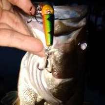 Live Target Mouse-Lots of strikes, poor hook up ratio. - Fishing Tackle -  Bass Fishing Forums