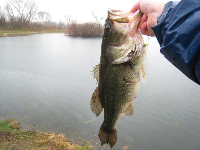 Anything larger than a Strike King Bitsy Minnow but smaller than a KVD 1.0  Shallow Squarebill? : r/bassfishing