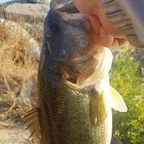 What line do you use on your BFS? - Fishing Rods, Reels, Line, and Knots -  Bass Fishing Forums