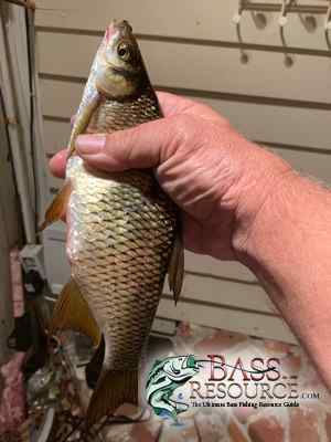 Shiner Fishing in Florida - Southeast Bass Fishing - Bass Fishing Forums