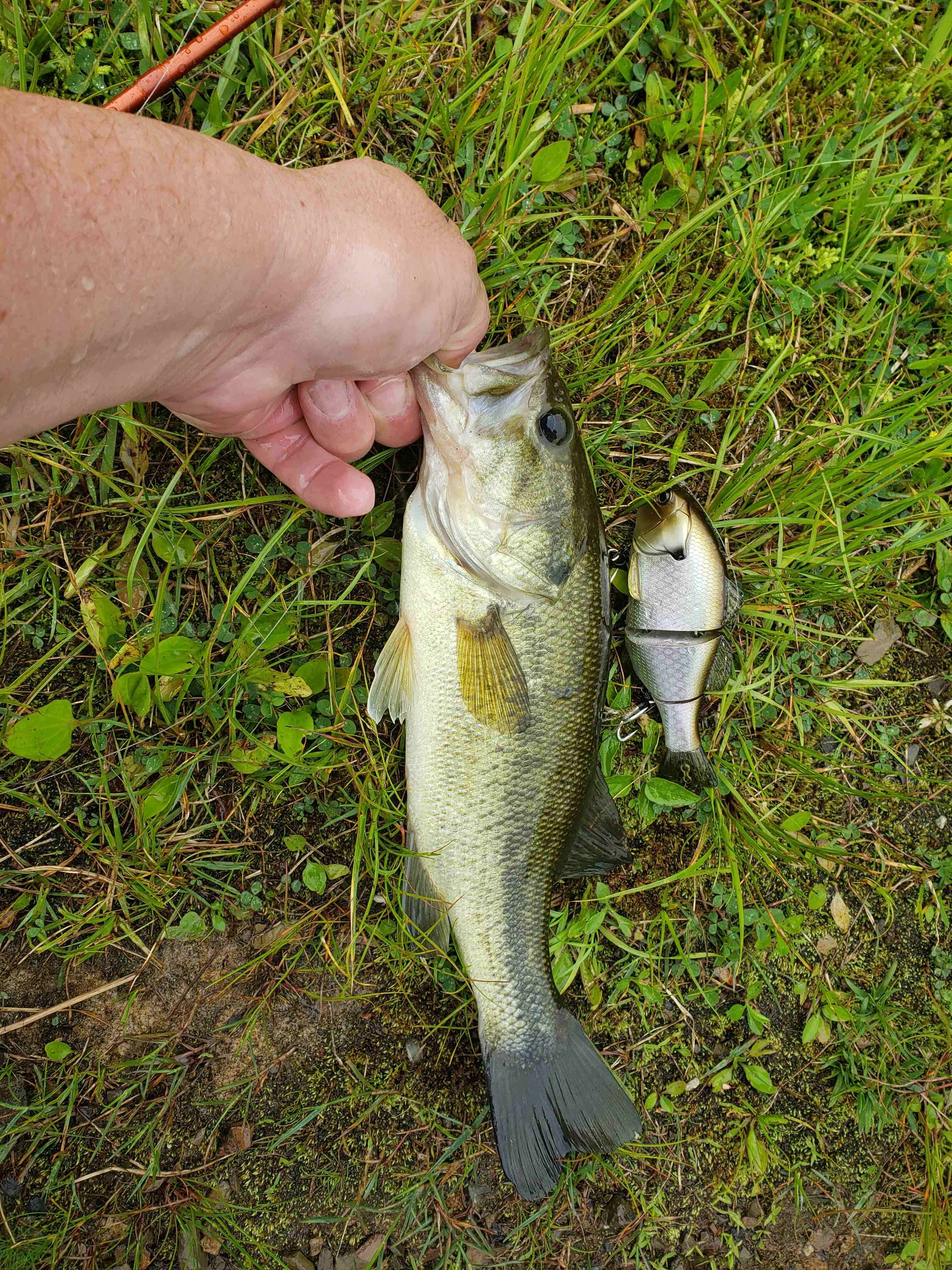 Large swimbait and/or glide bait preferences - Fishing Tackle - Bass  Fishing Forums