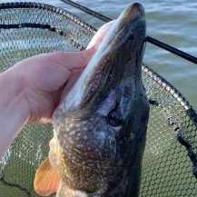 Favorite baits for creek smallmouths - Smallmouth Bass Fishing - Bass  Fishing Forums