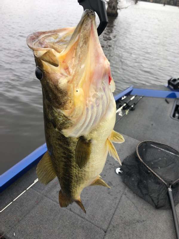 Caddo Lake - Texas side 3/21/20 - Fishing Reports - Bass Fishing Forums