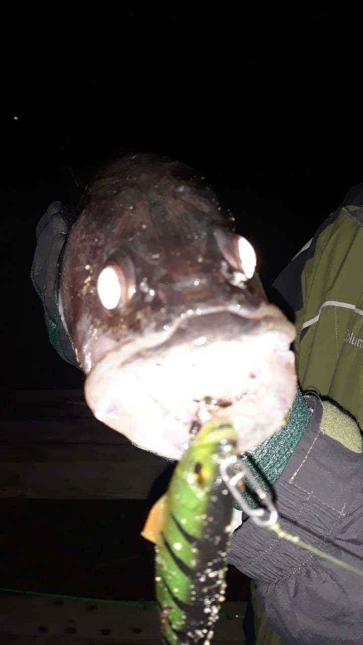 Swimbait eating Walleyes - Other Fish Species - Bass Fishing Forums