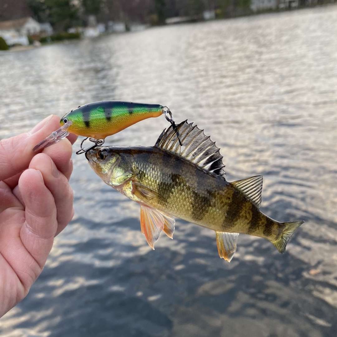 Trouble With Perch Colored Baits - Fishing Tackle - Bass Fishing