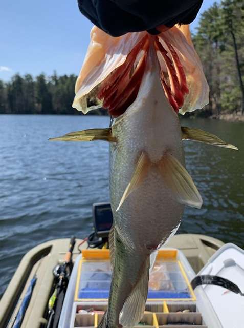 Finding and Catching Deep Bedding Bass - In-Fisherman